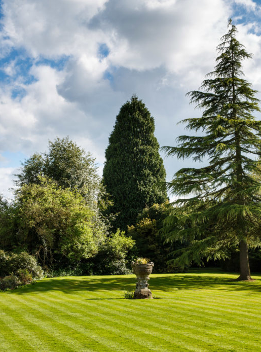 The grounds at Mercure Burton Upon Trent Newton Park Hotel, tall fir tree, statues